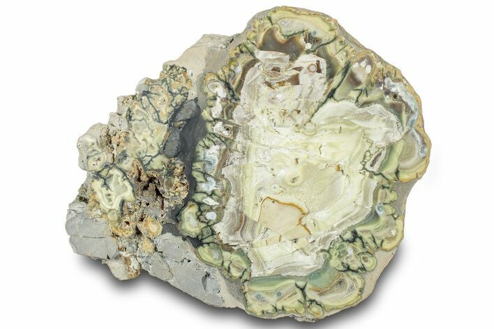 Polished Section of Clay Canyon Variscite - Old Collection Stock #314776